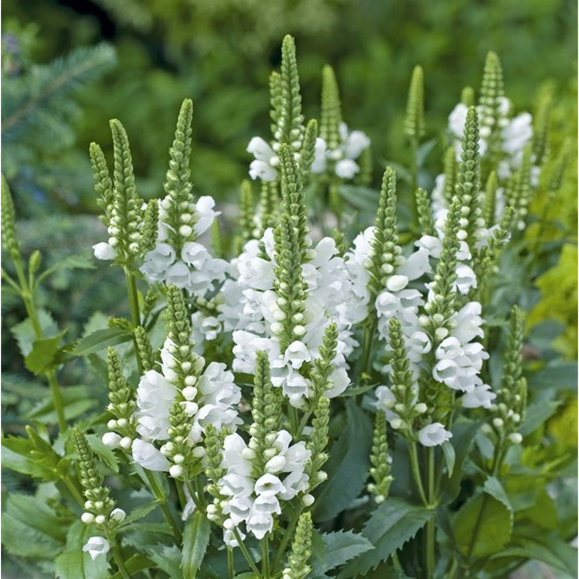 Fackelblomster – Physostegia virginiana 'Cristal Peak White' - C5
